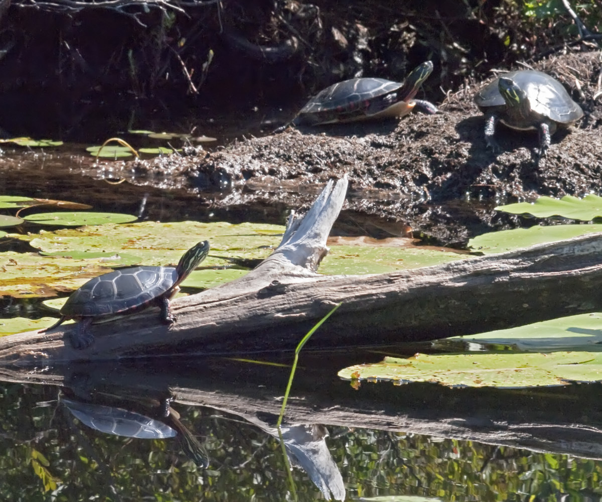 Turtles have a much slower and longer life span than the other inhabitants of the marsh.